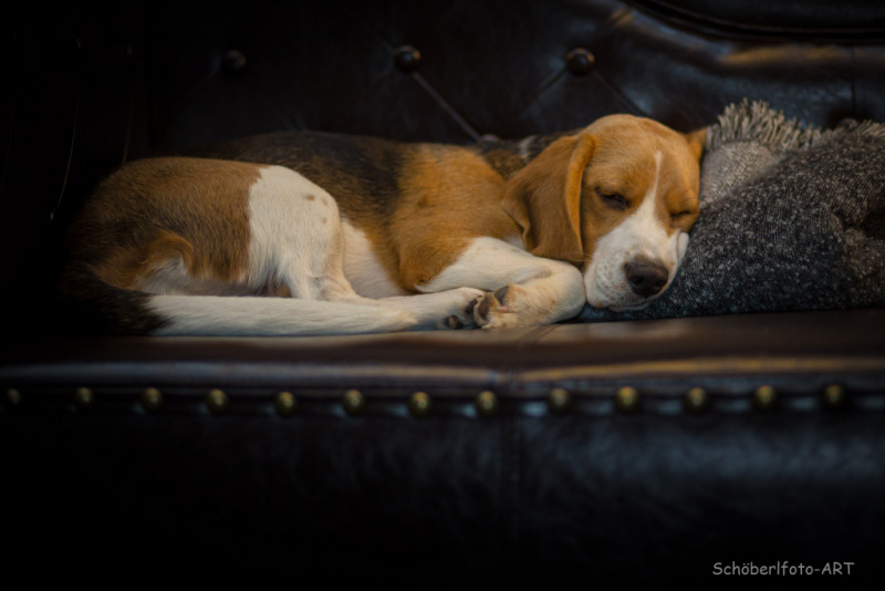 Beagle_couch-3474